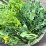 おまかせ葉物野菜セット100g×20袋