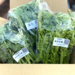 おまかせ葉物野菜セット100g×6袋