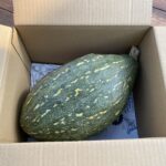 かぼちゃ2㎏
