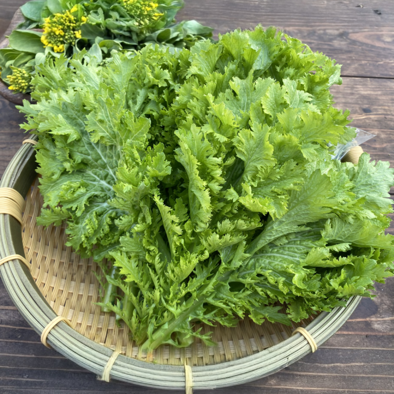 わさび菜100g×6袋