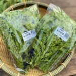 わさび菜100g×6袋