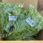 わさび菜100g×6袋