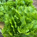 わさび菜100g×6袋