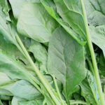 おまかせ葉物野菜セット100g×6袋