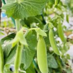 ⭐️有機JAS認証スナップえんどう⭐️大容量2kg⭐️