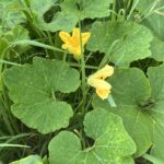 つるくびかぼちゃ