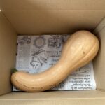 つるくびかぼちゃ