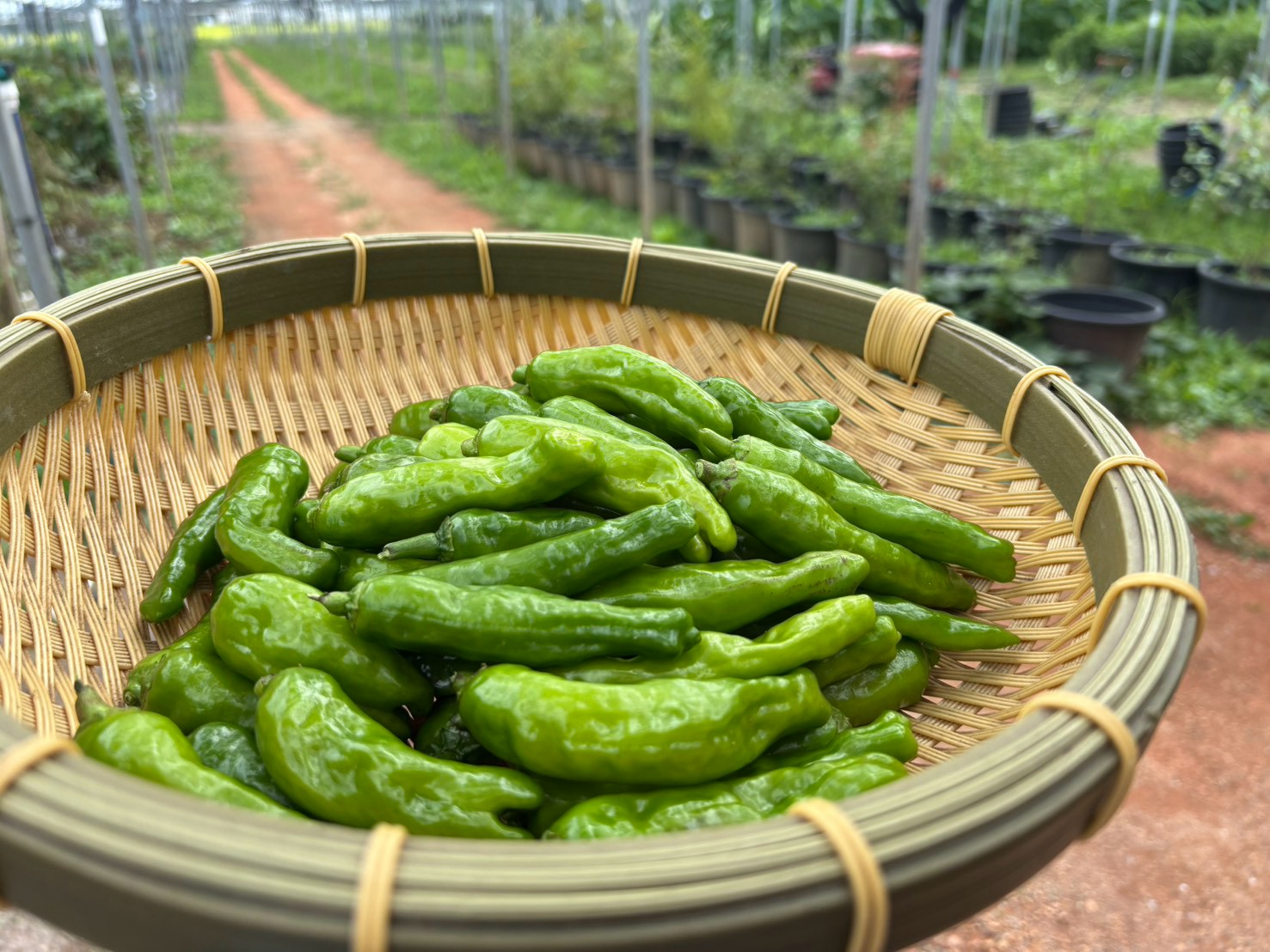 shishito_1.2kg