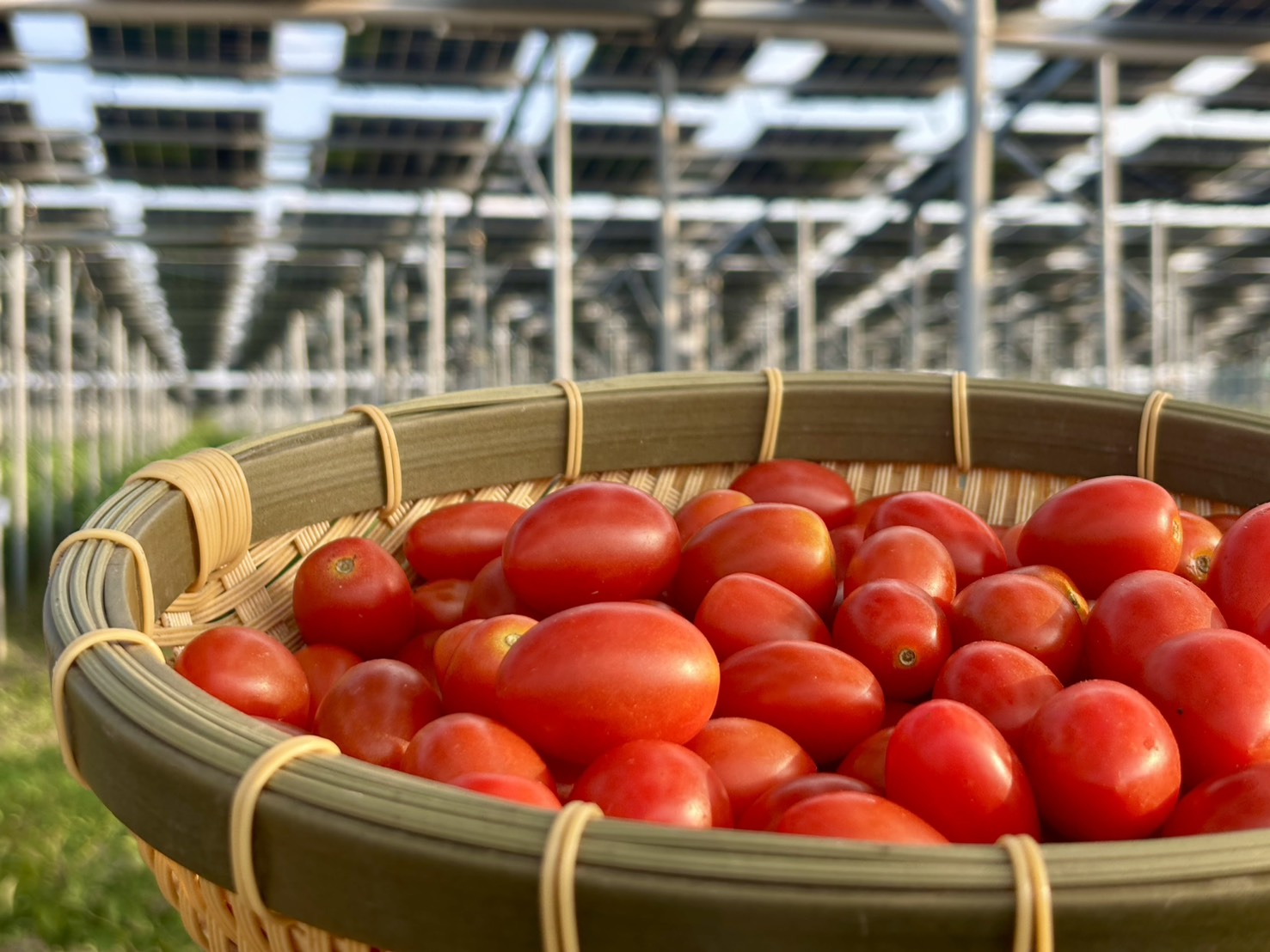 tomato_0.9-1.8kg