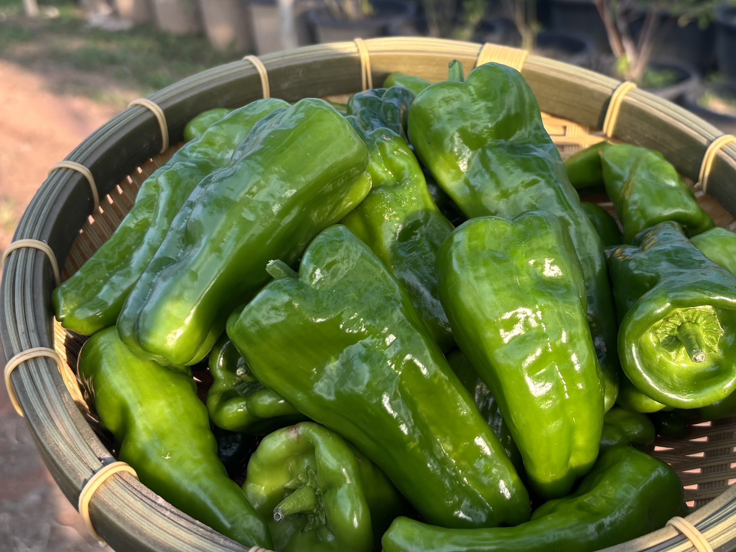 greenpepper_2-3kg