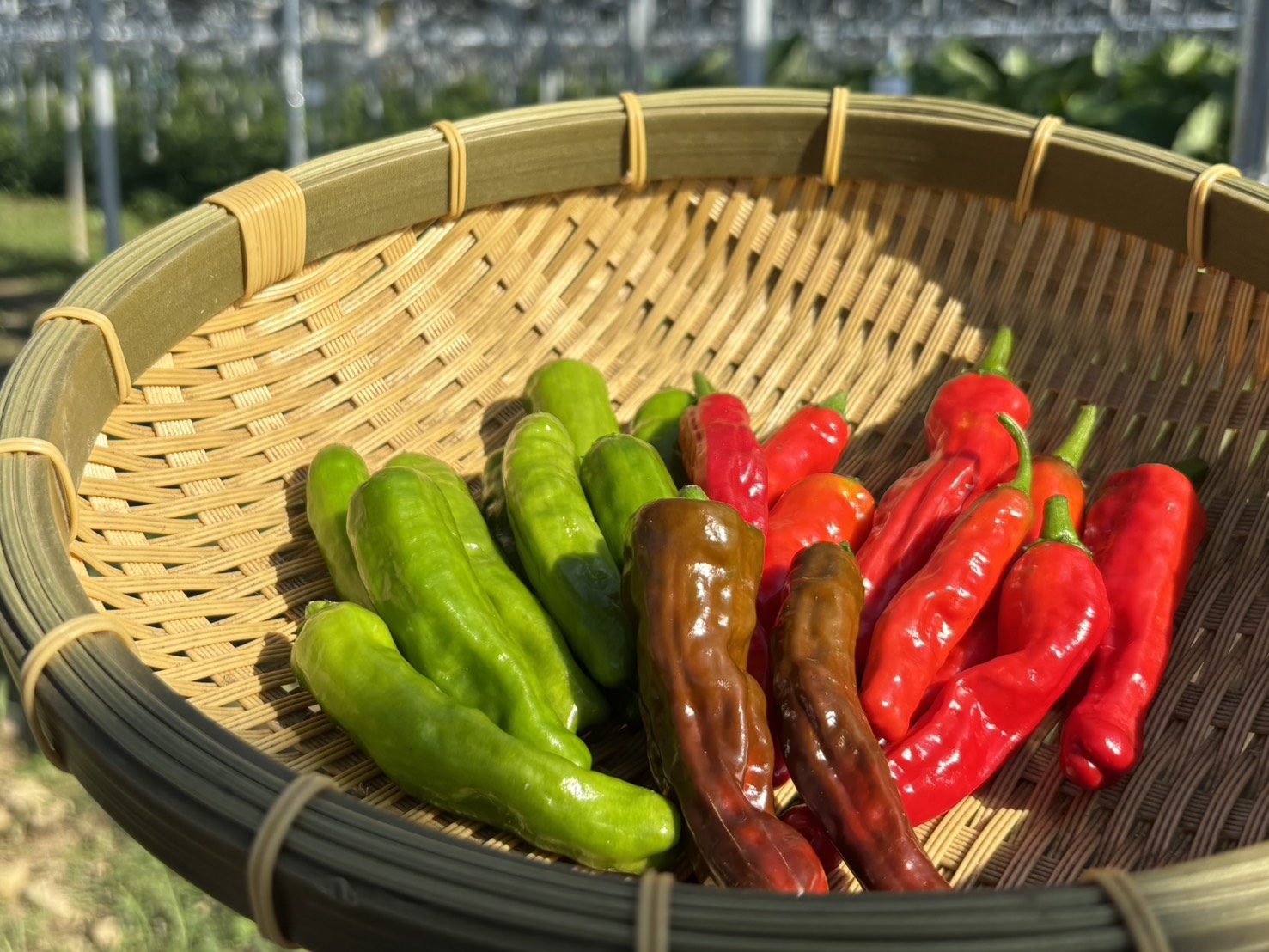 shishito_red_green_1.2kg